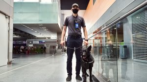 Een beveiligingsbeambte met een masker en uniform staat in een luchthaven en houdt de riem van een zwarte werkhond vast. Ze staan in een lichte, moderne terminal met glazen wanden. Een beveiligingsbeambte met een masker en uniform staat in een luchthaven en houdt de riem van een zwarte werkhond vast. Ze staan in een lichte, moderne terminal met glazen wanden. Een beveiligingsbeambte met een masker en uniform staat in een luchthaven en houdt de riem van een zwarte werkhond vast. Ze staan in een lichte, moderne terminal met glazen wanden. 