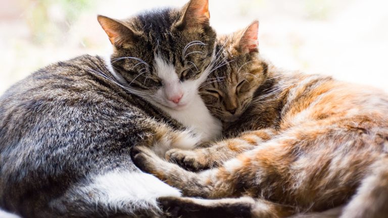 Twee katten liggen samen opgekruld vredig te slapen. De ene kat heeft een grijze en witte vacht, terwijl de andere een oranje en bruine tabby vacht heeft. Hun hoofden rusten dicht tegen elkaar aan en tonen troost en genegenheid.