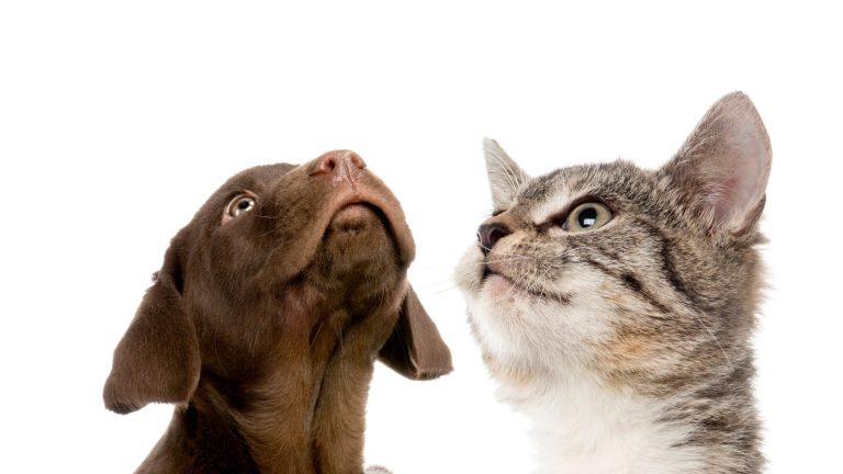 Europese korthaar en labrador retriever populairste verzekerde huisdieren PetSecur