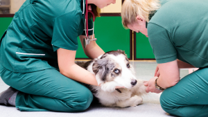 Pijnlijke poot hond PetSecur