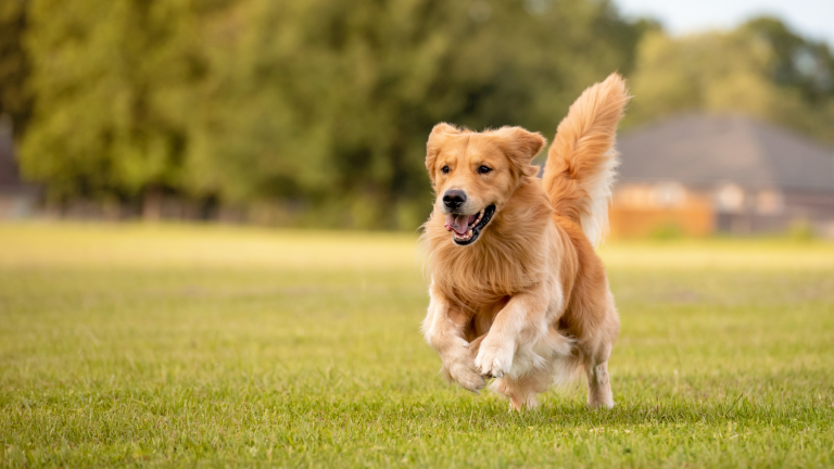 Gescheurde kruisband bij de hond PetSecur
