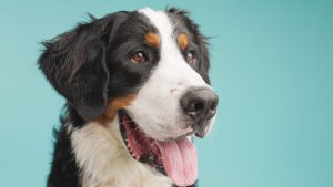 Een close-up van een Berner Sennenhond met zijn bek open en tong uit, tegen een effen groenblauwe achtergrond. De hond heeft een zwarte, witte en bruine vacht en kijkt een beetje opzij.