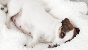 Een kleine witte hond met bruine en zwarte aftekeningen ligt op zijn zij op een pluizige witte deken en kijkt omhoog met één oog zichtbaar. 