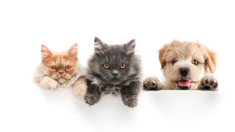 Katten en hondennamen PetSecur