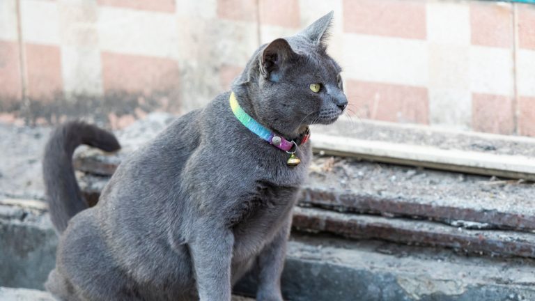Kattenpis geur verwijderen PetSecur