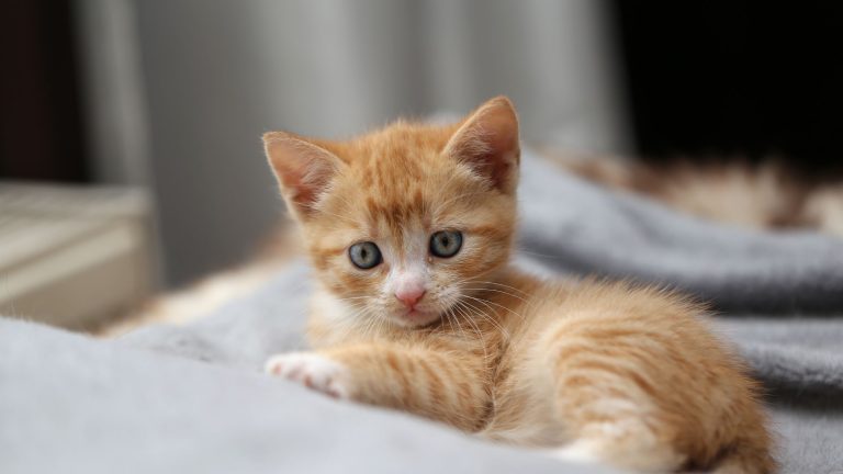 Een oranje tabby kitten met blauwe ogen ligt op een zacht grijs dekentje en kijkt naar de camera. De achtergrond is zacht onscherp.
