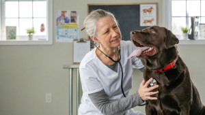 Een dierenarts luistert met een stethoscoop naar de borst van een bruine labrador met een rode halsband, terwijl de hond met open bek en uitgestoken tong vrolijk naar haar kijkt.
