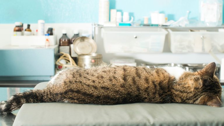 Een gestreepte kat ligt uitgestrekt op een onderzoekstafel in een dierenkliniek, met de rug naar de camera en het hoofd opzij, omringd door medische benodigdheden op de achtergrond.
