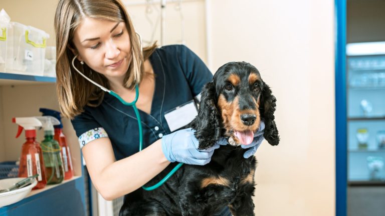 Politiek wil meer grip op betaalbare en toegankelijke huisdierenzorg PetSecur