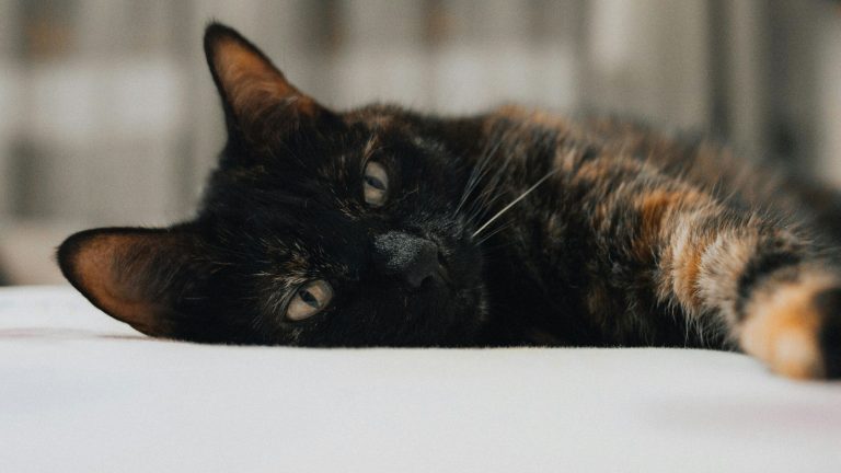 Spinnen kat PetSecur