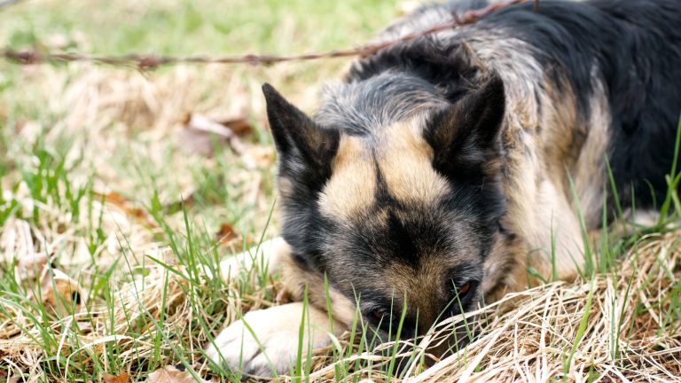 Een hond met zwarte en bruine vacht ligt neer in hoog, droog gras met zijn kop rustend op zijn poten, lijkt te dutten of zijn gezicht te verbergen. Op de achtergrond is roestig prikkeldraad te zien.