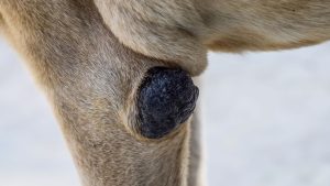 Close-up van een hertenpoot met daarop een donkere, ruwe plek die bekend staat als een tarsale klier omgeven door een bruine vacht. De achtergrond is wazig en licht van kleur.
