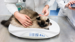 Een pluizige kat ligt op een digitale weegschaal in een dierenkliniek, terwijl twee mensen in witte jassen het gewicht van de kitten controleren en zorgvuldig onderzoeken. PetSecur