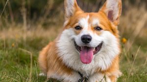Wat kost een Corgi? PetSecur