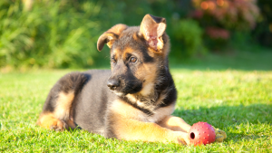 Een Duitse Herder puppy met één hangoor ligt op het gras met een rood balletje. PetSecur