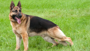 Een Duitse Herder die staat op het grasveld met zijn heupen laag bij de grond. PetSecur