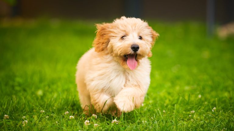 Een vrolijke, pluizige pup rent over het groene gras met zijn tong uit de bek en een blije uitdrukking op zijn gezicht.