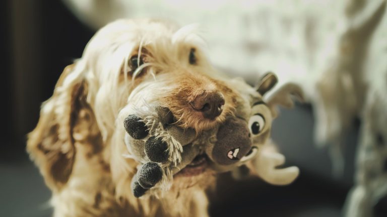 Welk speelgoed moet ik kopen voor mijn hond? PetSecur