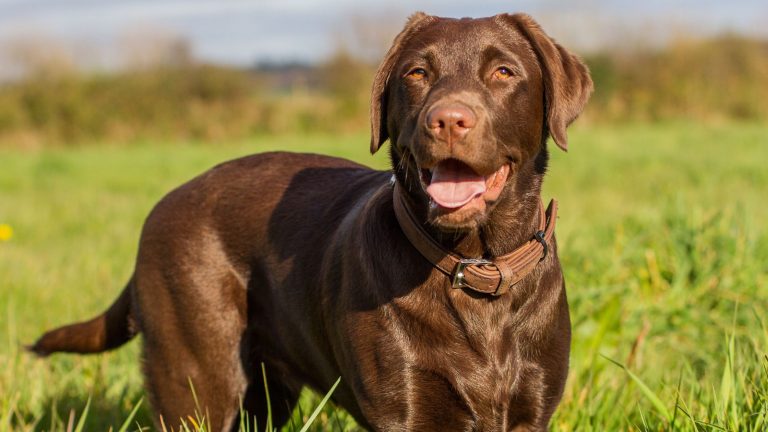 Een chocolade Labrador Retriever staat op groen gras in een veld, kijkt voor zich uit met zijn bek open en tong uit, en draagt een bruine halsband. De achtergrond is wazig met bomen en lucht.