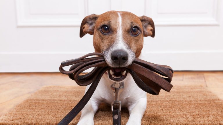 Welke hondenriem is het beste voor jouw hond? PetSecur