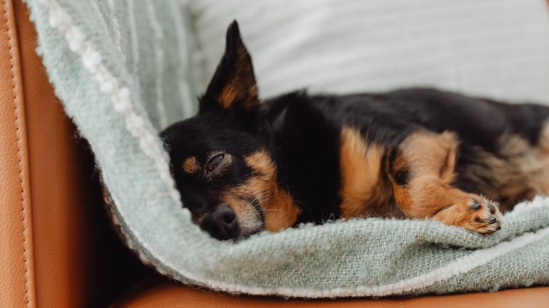 Alvleesklierontsteking bij je hond waardoor die futloos op een groene handdoek ligt