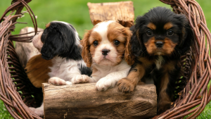 Cavalier King Charles Spaniël - PetSecur