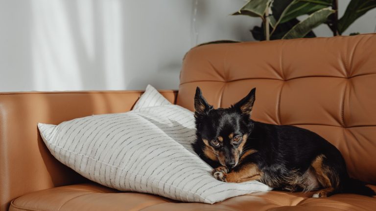 Een zwarte hond ligt op een wit kussentje op een bruine bank te staren