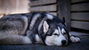 Husky ligt op de grond tegen een schutting aan