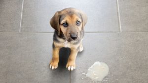 Een beagle heeft net overgegeven en daarom ligt er een plasje spuug op de vloer
