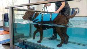 Bruine labrador staat in bad voor hydrotherapie