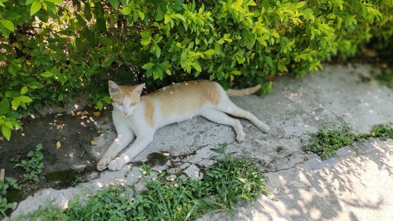 Steeds meer katten vermist in Nederland PetSecur