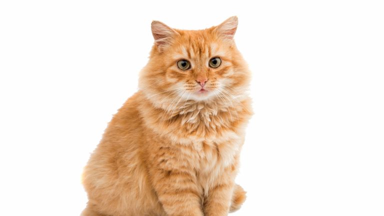 Een rode kat met felgroene ogen kijkt recht de camera in