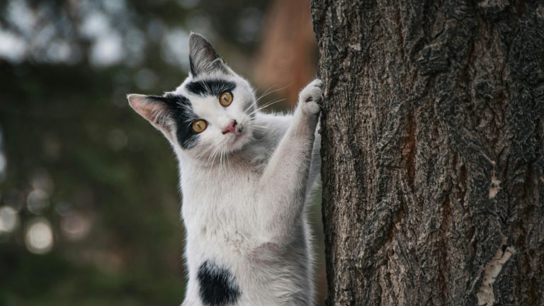 Een lapjeskat klimt in de boom en kijkt geschrokken omdat deze bang is om te vallen