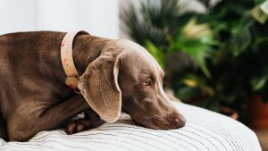 Hond ligt op de bank met een oranje halsband en staart een beetje verdrietig voor zich uit