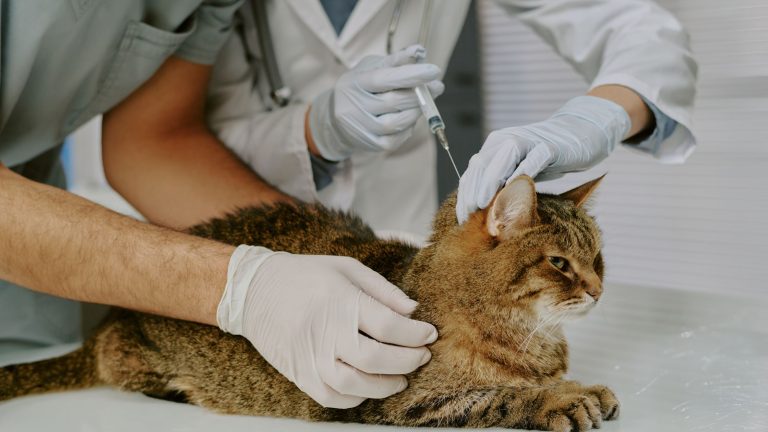 Kat krijgt preventieve zorg door een injectie te krijgen van de dierenarts