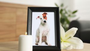 Een kaarsje brandt bij een fotolijstje waar een jack russel op staat en een bloem erachter