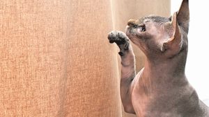 Een naaktkat krapt tegen de gordijnen aan 