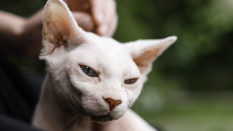 Een naaktkat knijpt met zijn ogen dicht en op de achtergrond zie je een bos