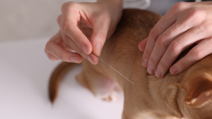 Met een dunne naald wordt er een biopt afgenomen van een vetbult bij de hond. PetSecur