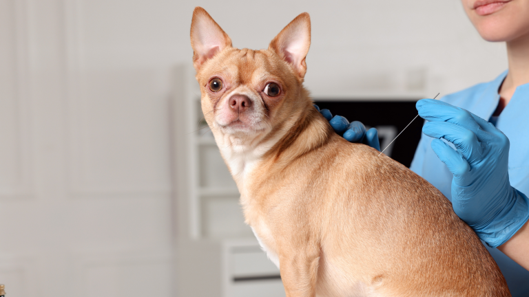 Een bruinharige Chihuahua zit en de dierenarts neemt een biopt af van een bult met een dunne naald en blauwe handschoenen aan. PetSecur