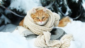 Kat in de winterse sneeuw met een bruine sjaal om met gaatjes