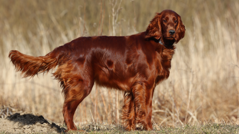 Een Ierse Setter met rode vacht die staat in het gras met riet op de achtergrond. PetSecur