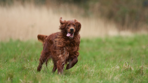 Een Ierse Setter met rode vacht rent door een grasveld met zijn tong naar buiten. PetSecur