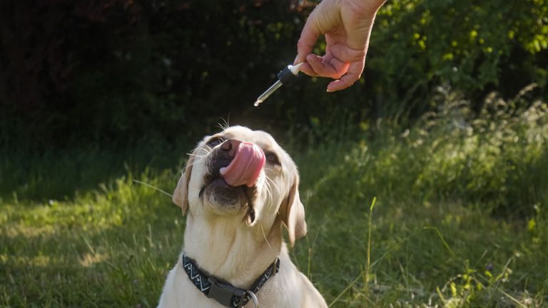 Een labrador krijgt een CBD toegediend dat stress helpt verminderen