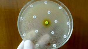 Afbeelding van een kweek waarmee bepaalt wordt welk type antibioticum moet worden ingezet. PetSecur