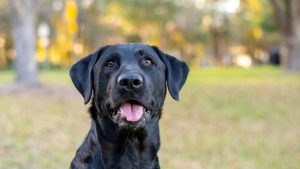 Een zwarte labrador wandelt in het gras in een mooi bos met gele bladeren
