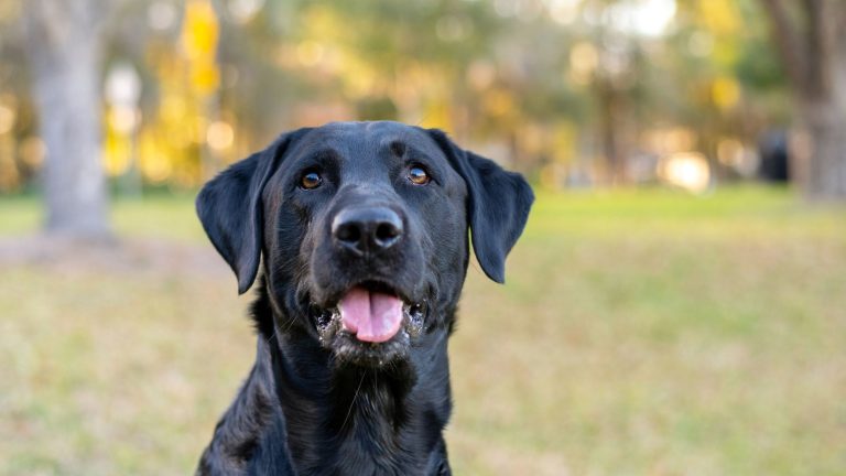 Een zwarte labrador wandelt in het gras in een mooi bos met gele bladeren