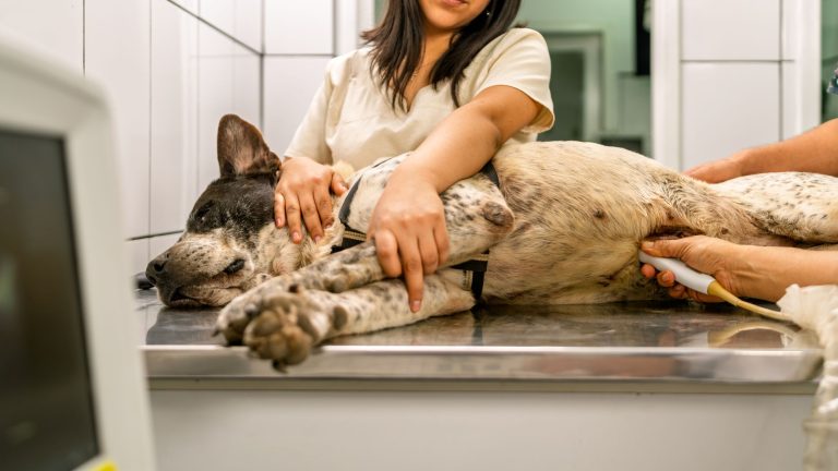 Een gevlekte hond ligt op een tafel bij de dierenarts en krijgt een echo