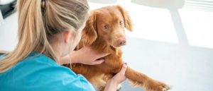 Een hond krijgt een spoedbehandeling door een dierenarts op de tafel