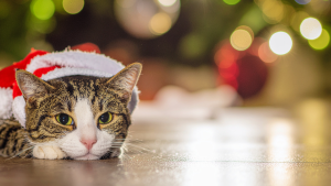 Een kat ligt op de grond met een kerstmutsje op onder de kerstballen die in de kerstboom hangen